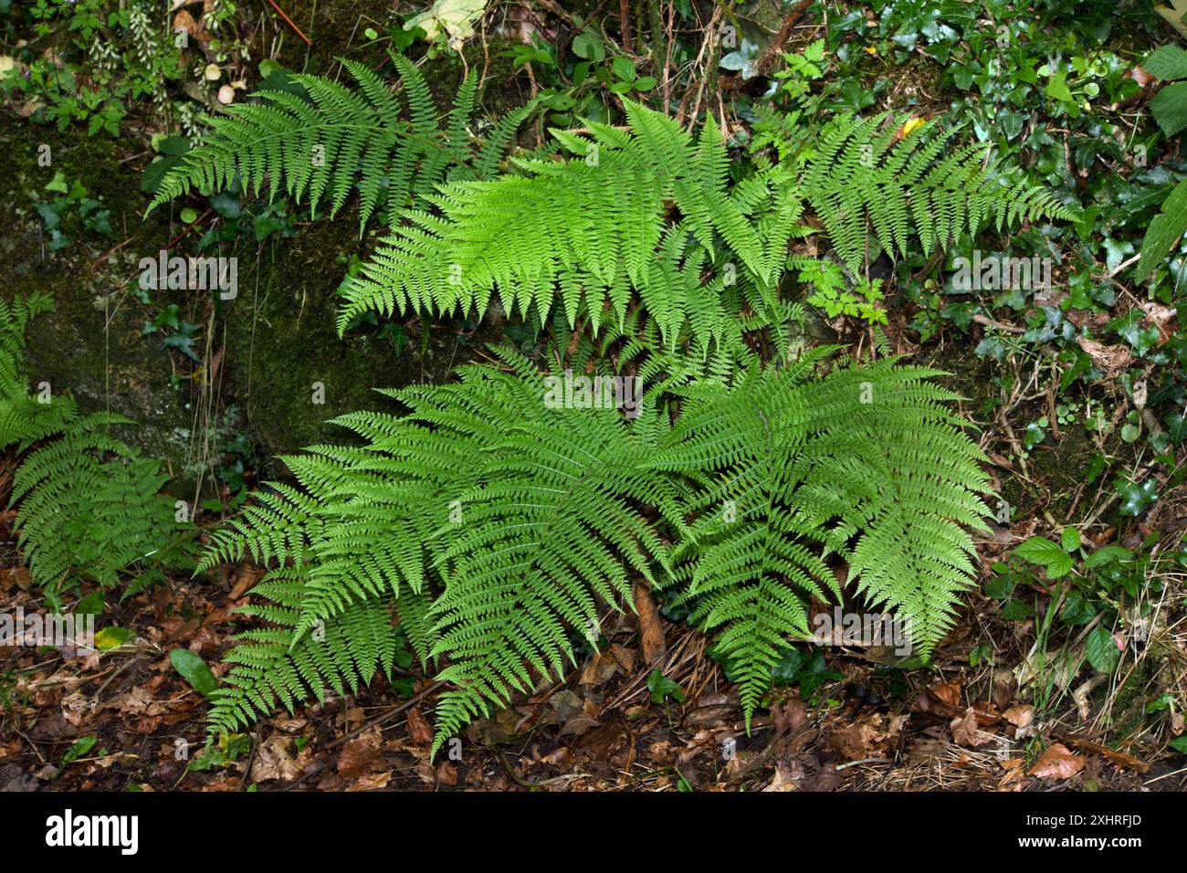 Athyrium filix-femina (Lady Fern) è nativa di Asia temperata, Europa, Nord Africa, Canada e Stati Uniti. Si trova nei boschi acidi. Foto Stock