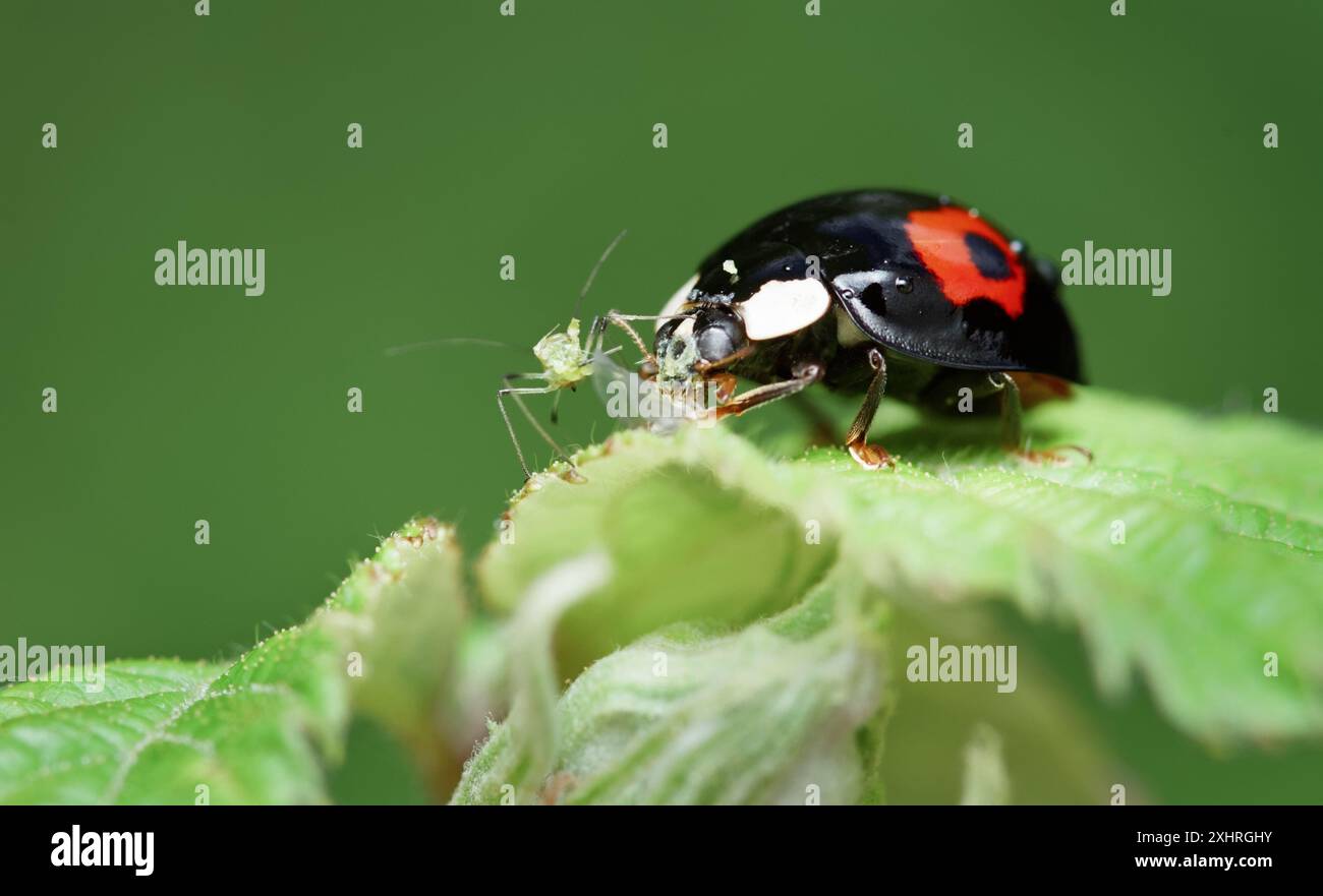 Macro, Close Up of A Harlequin Ladybird, Harmonia axyridis, an invasive non-Native species to the UK introduced for Biological Control Feeding on An Foto Stock