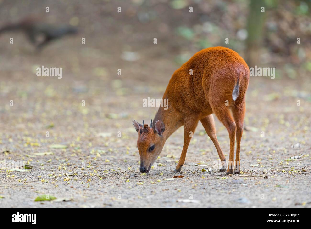 Foresta rossa duiker (Cephalophus natalensis) antilope, iSimangaliso Wetland Park, St. Lucia, KwaZulu-Natal, Sudafrica Foto Stock