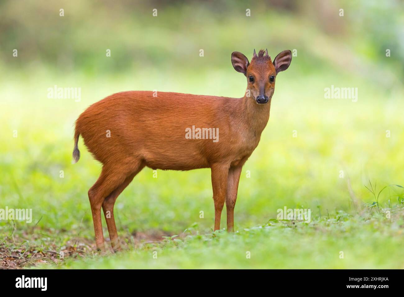 Foresta rossa duiker (Cephalophus natalensis) antilope, iSimangaliso Wetland Park, St. Lucia, KwaZulu-Natal, Sudafrica Foto Stock