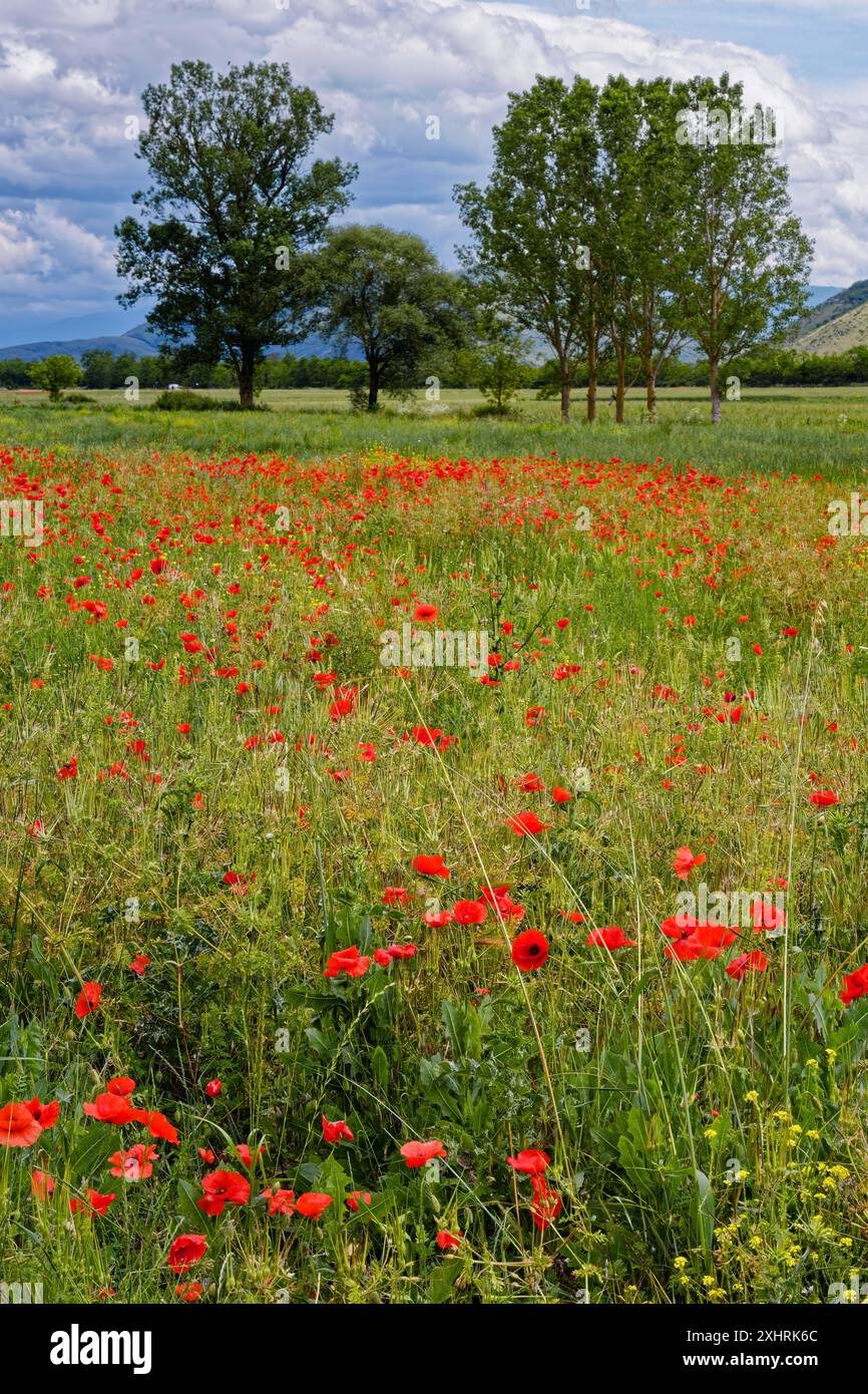 Prato fiorito con papaveri rossi in fiore e alberi nel paesaggio vicino a Magliano de Marsi in provincia di l'Aquila in Abruzzo. Appennini, Italia Foto Stock