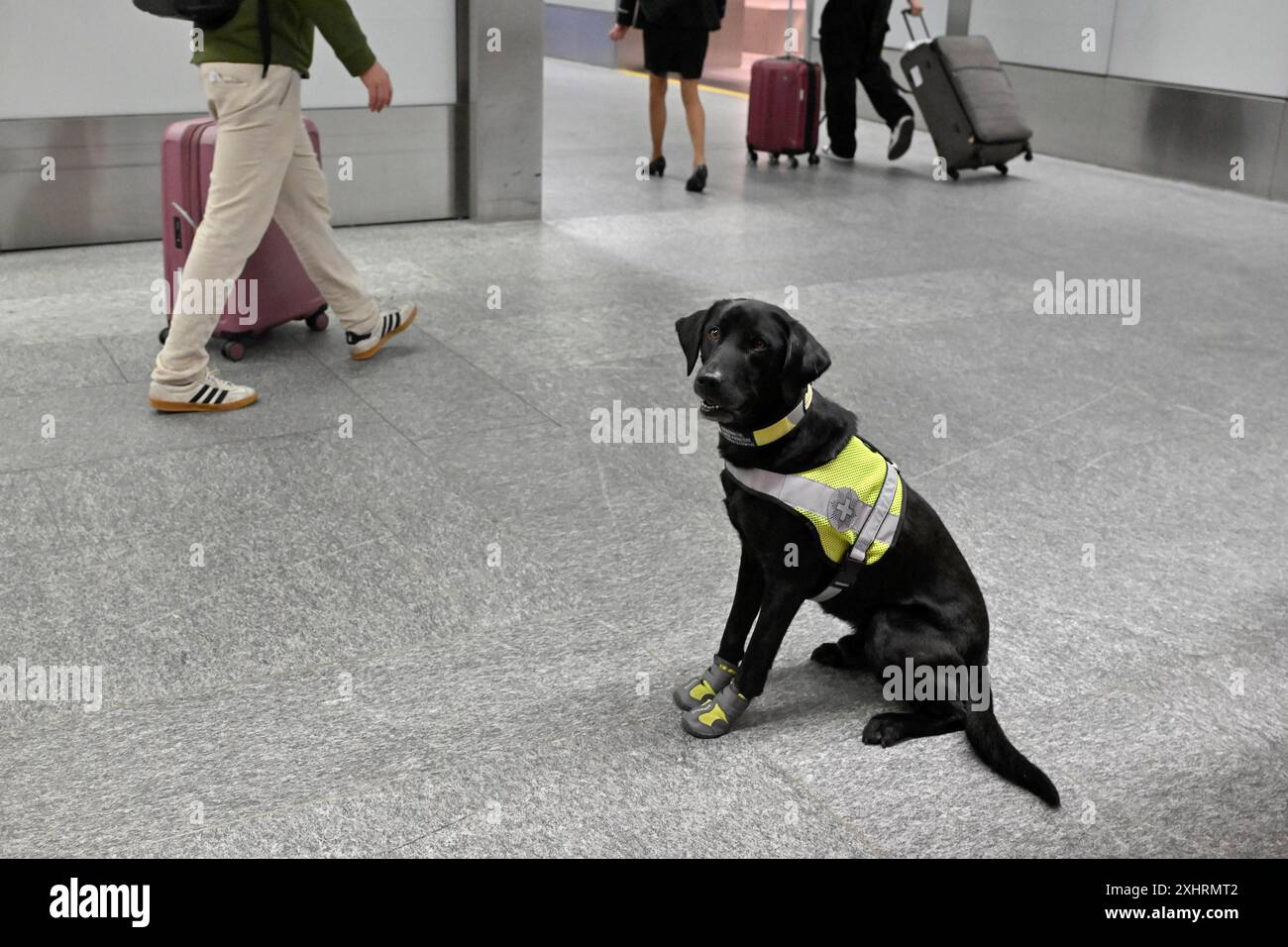 Cane per il rilevamento di droghe in aeroporto Foto Stock