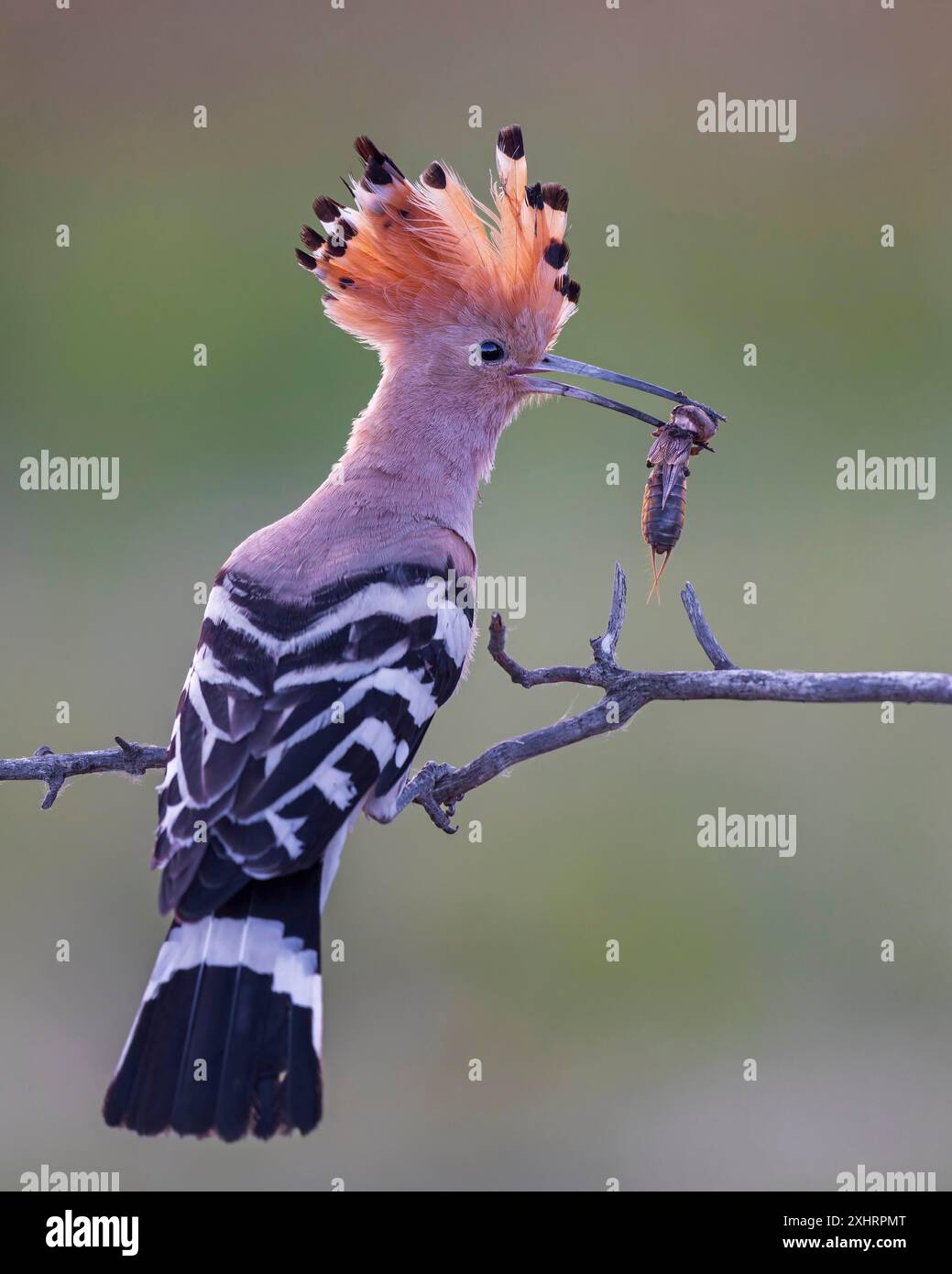 Hoopoe (Upupa Epops) Bird of the Year 2022, con il mole cricket come preda, alba, ora d'oro, retroilluminazione, seduta, stai attento, Middle Elbe Biosphere Foto Stock