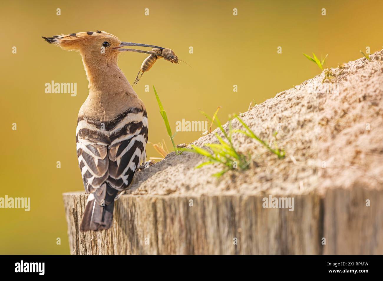Hoopoe (Upupa Epops) Bird of the Year 2022, con il mole cricket come preda, alba, ora d'oro, retroilluminazione, seduta, stai attento, Middle Elbe Biosphere Foto Stock
