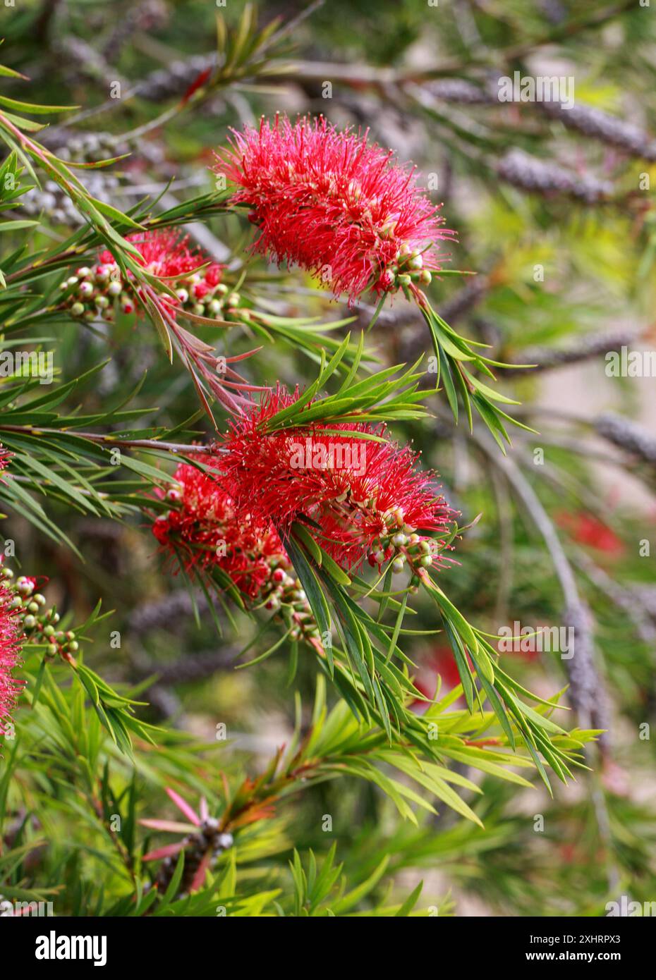 Tonghi Bottlebrush, Melaleuca subulata SYN. Callistemon subulatus, Myrtaceae. Australia sudorientale. Foto Stock