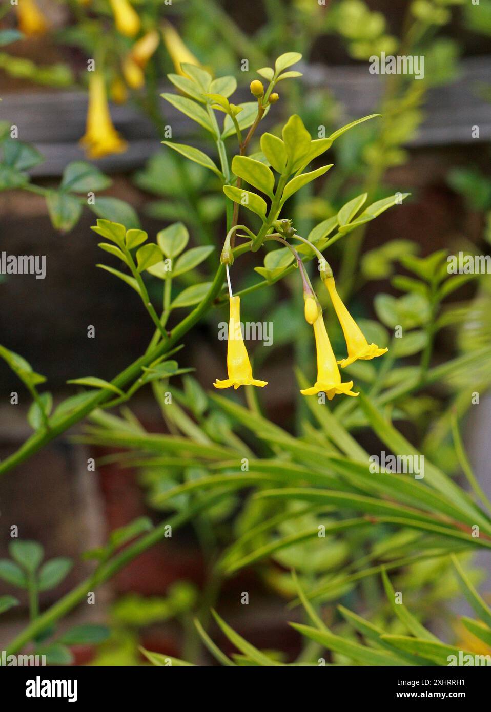 Tromba Jasmine, Kurumozhi o Pita, Jasminum bignoniaceum Subs. Bignoniaceum, Oleaceae. India meridionale. SIS. Chrysojasminum bignoniaceum. Foto Stock