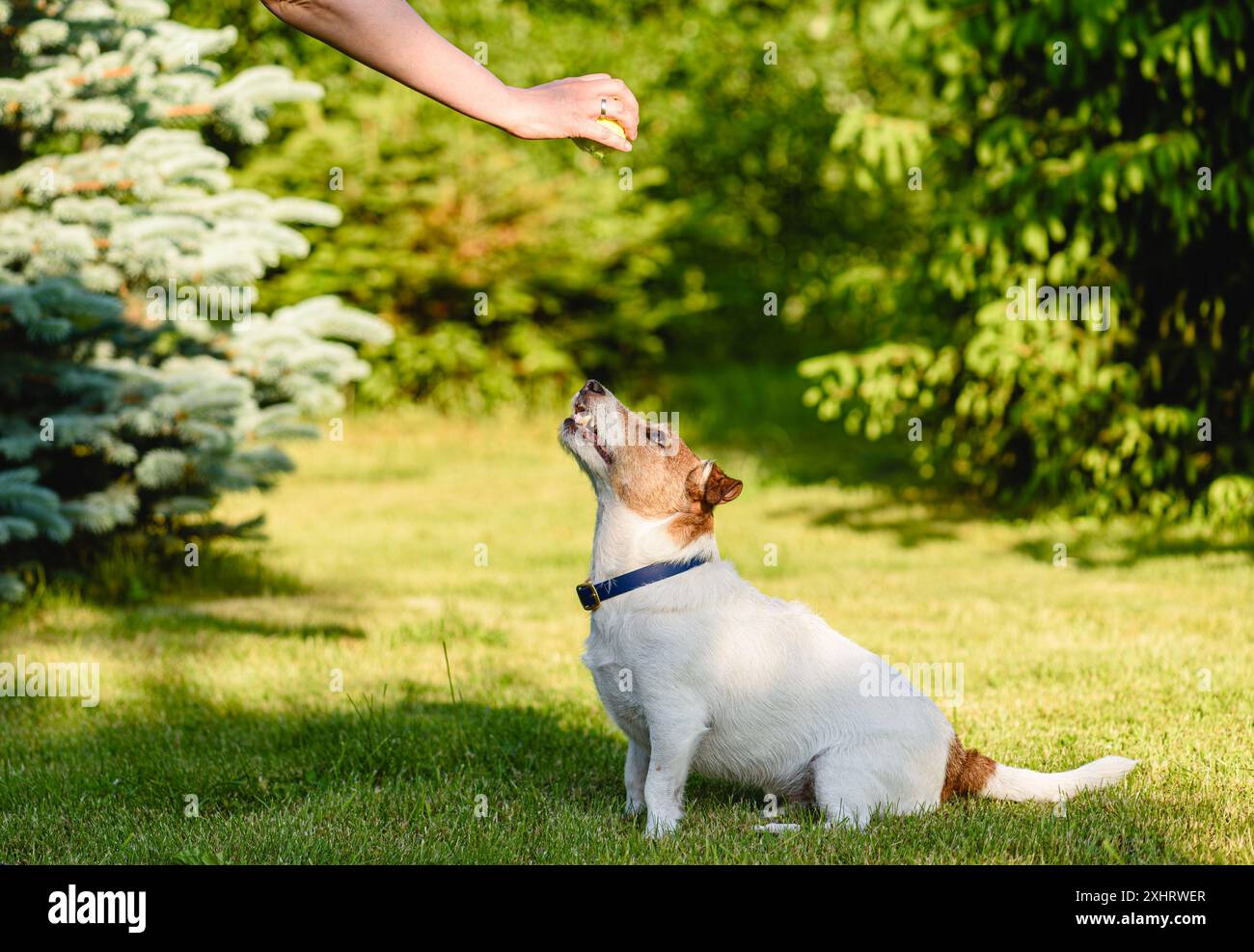 Donna che allena un cane all'aperto usando un giocattolo con palla da tennis come rinforzo positivo Foto Stock