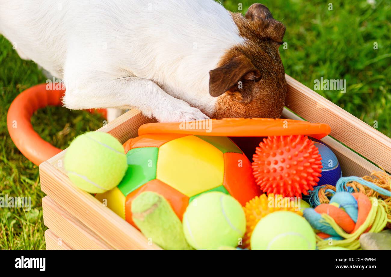 Cane in cerca del suo giocattolo preferito in una scatola piena di palle e giocattoli per animali domestici Foto Stock