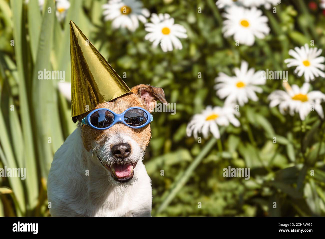 Cane con cappello di compleanno e occhiali da sole seduti sullo sfondo dei fiori. Concetto di festa estiva all'aperto. Foto Stock