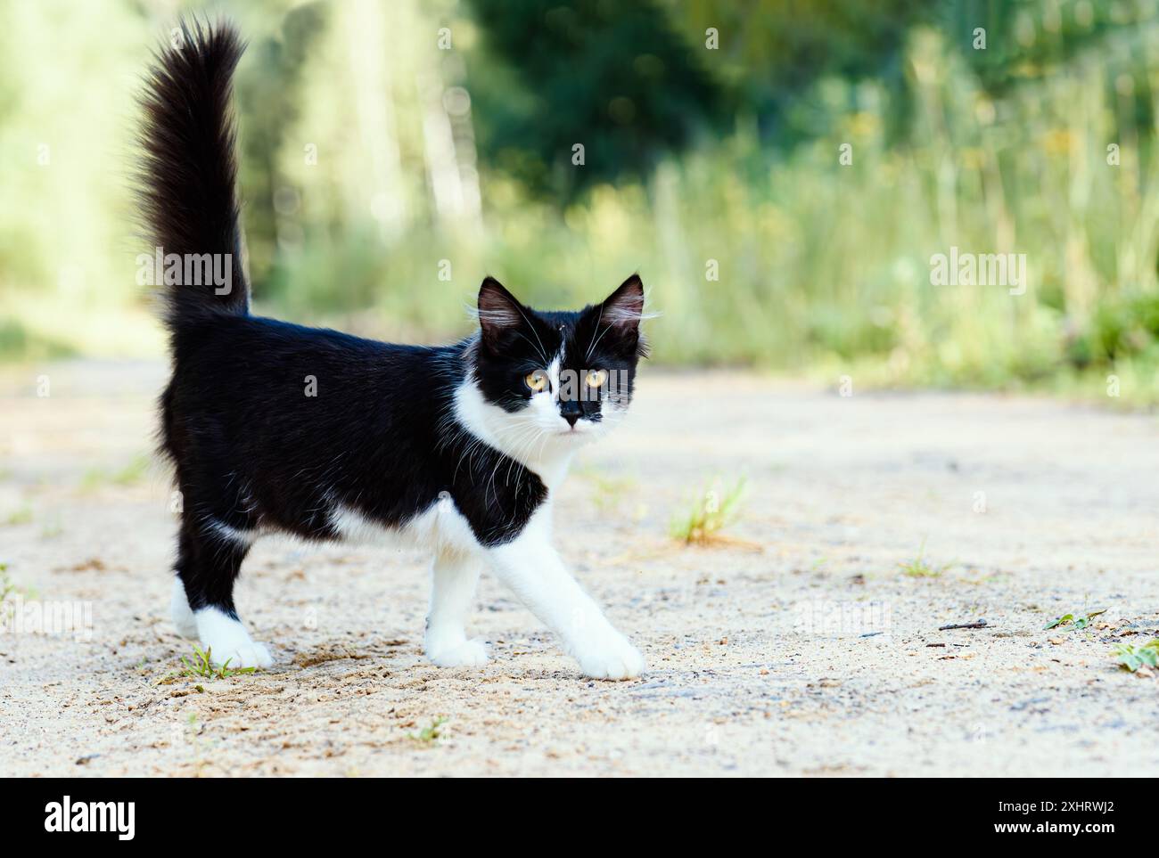 Piccolo gattino domestico con coda divertente. Gatto che cammina da solo sulla strada forestale di campagna. Foto Stock