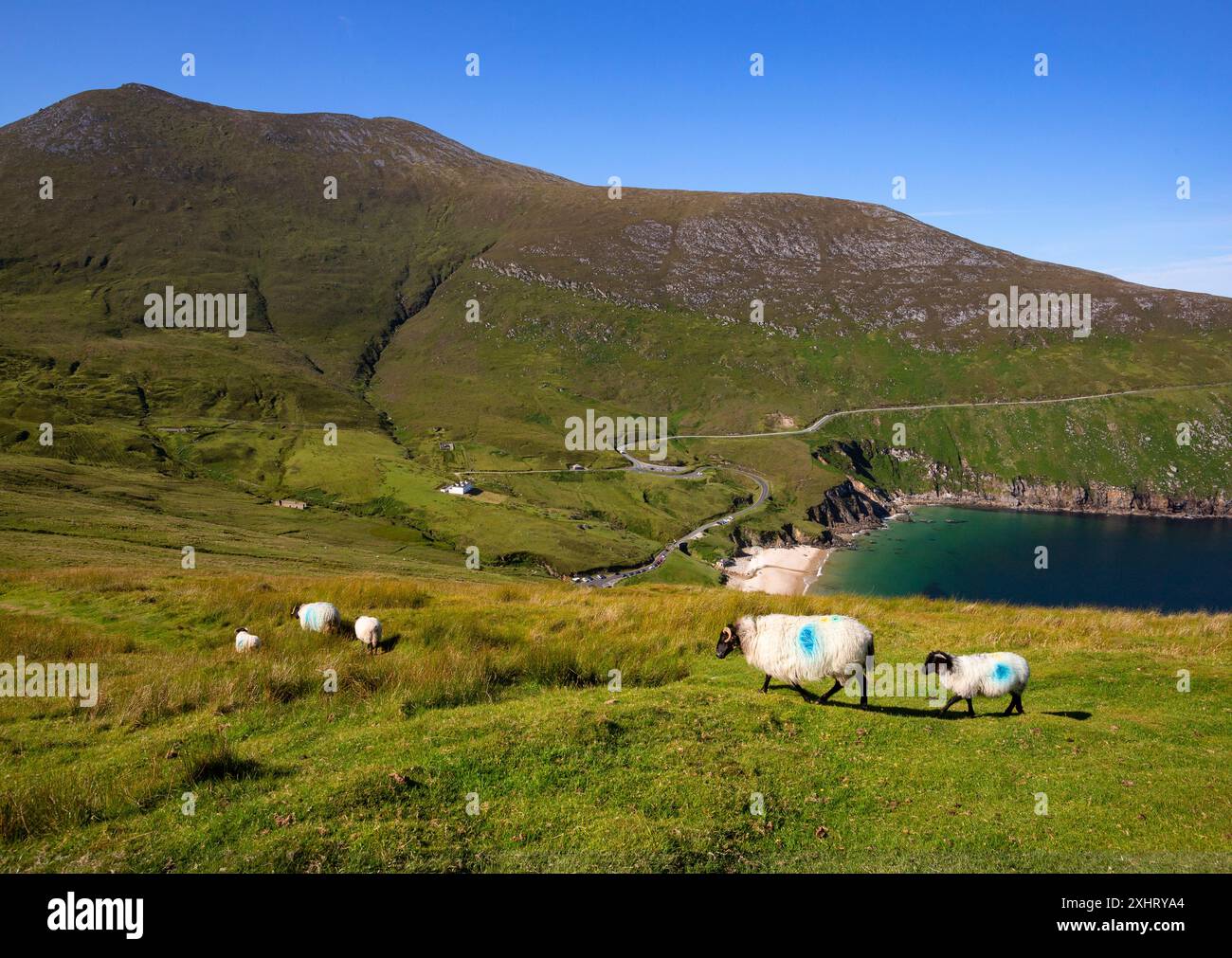 Pecore sopra la pittoresca e di conseguenza molto popolare e Keem Bay annidata sotto il monte Croaghaun sull'isola di Achill, Contea di Mayo, Irlanda. Foto Stock