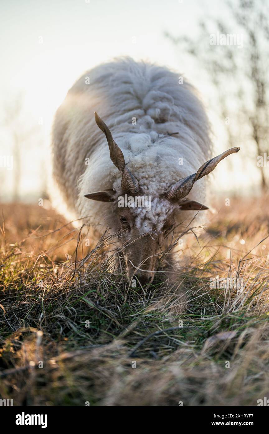 Pecore ungheresi Racka pascolano su un campo e in una foresta durante il tramonto Foto Stock