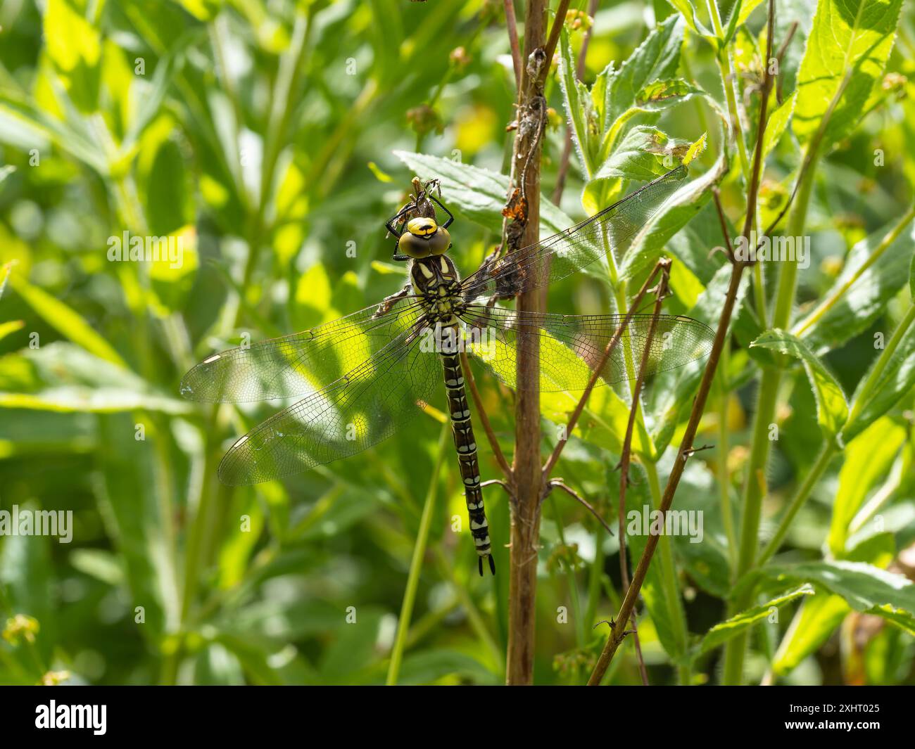 Un falco del sud o una libellula di falco blu, Aeshna cyanea, poggiato su un fusto vegetale. Foto Stock