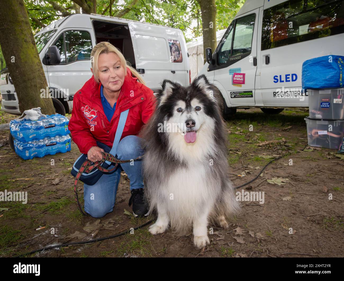 Disability Awareness Day 2024. Bella è un Husky a 3 zampe e fa parte del soccorso dei cani R.E.A.C.H. SLED Foto Stock