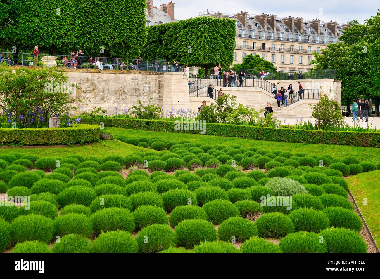 Piante di lavanda, Jardin des Tuileries, Parigi, Francia, Europa Foto Stock