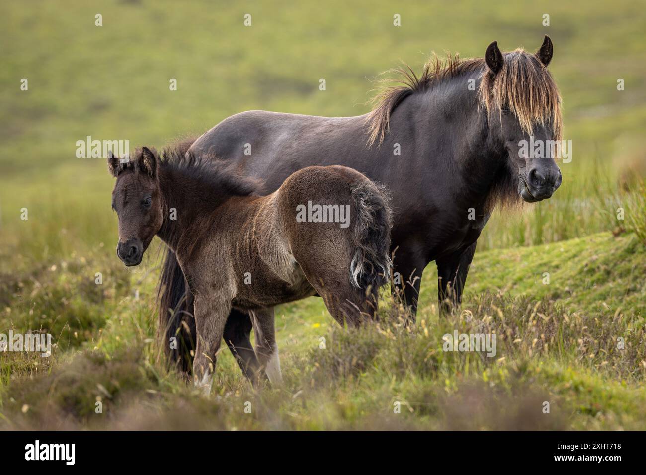 Dartmoor Pony e puledro Foto Stock