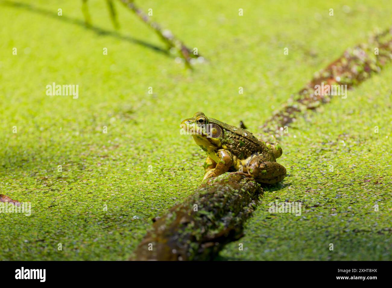 Rana verde - Lithobates clamitans (Rana Clamitans) è originaria del Nord America orientale. Foto Stock