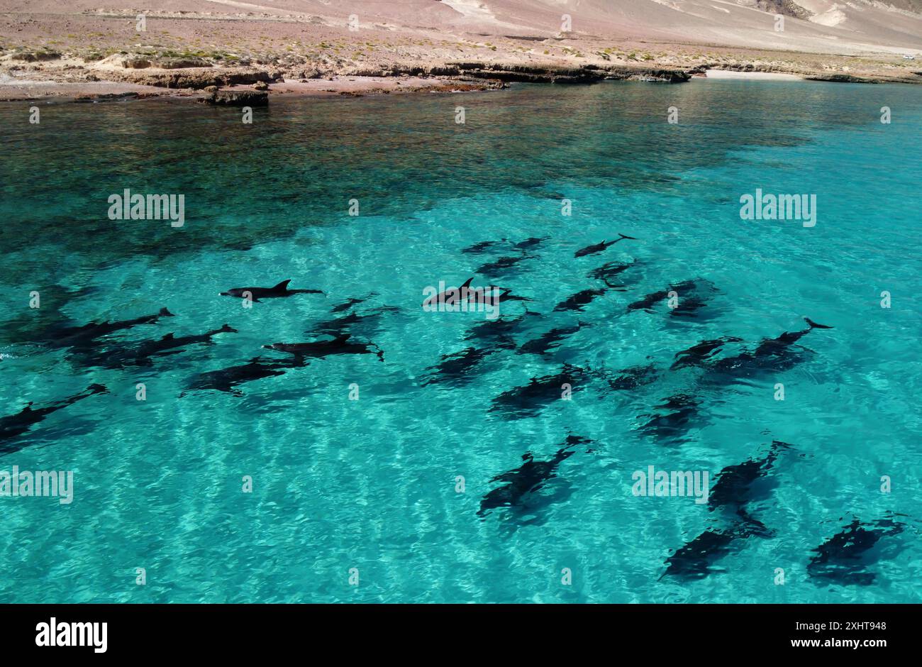 Delfini Spinner (Stenella longirostris) della costa di Socotra Foto Stock