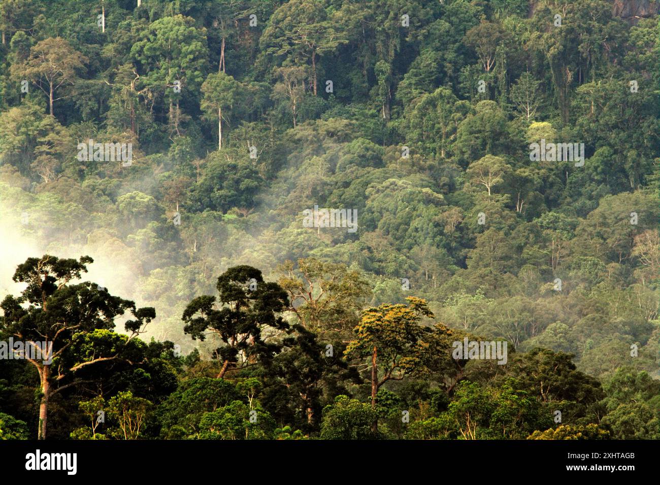 La foresta pluviale di Kalimantan è fotografata dal villaggio di Nanga Raun a Kalis, Kapuas Hulu, Kalimantan occidentale, Indonesia. Foto Stock