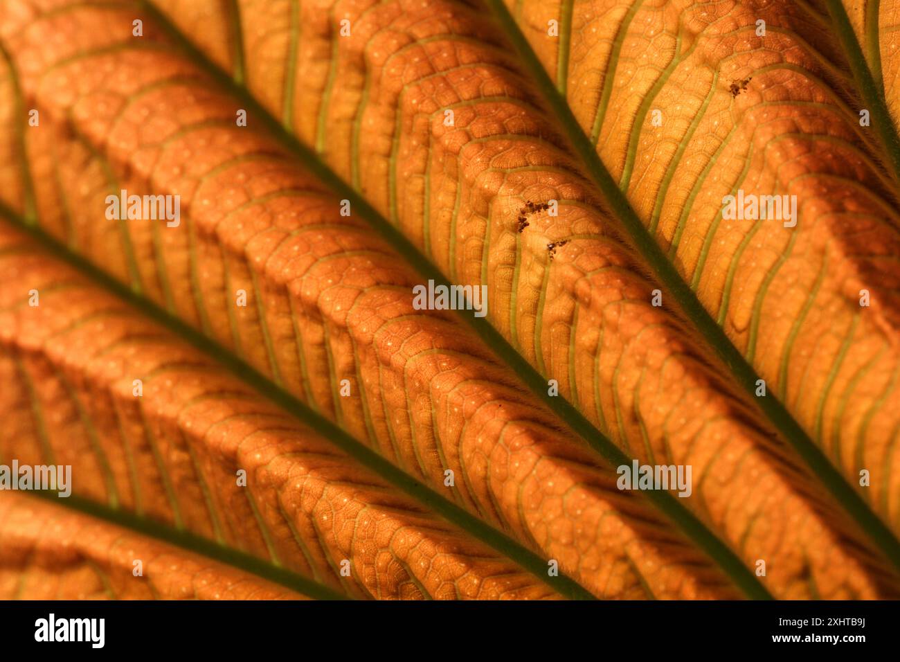 Royal Botanic Gardens di Victoria, Melbourne, Australia. Consistenze e forme delle foglie di un albero di Moraceae. Foto Stock