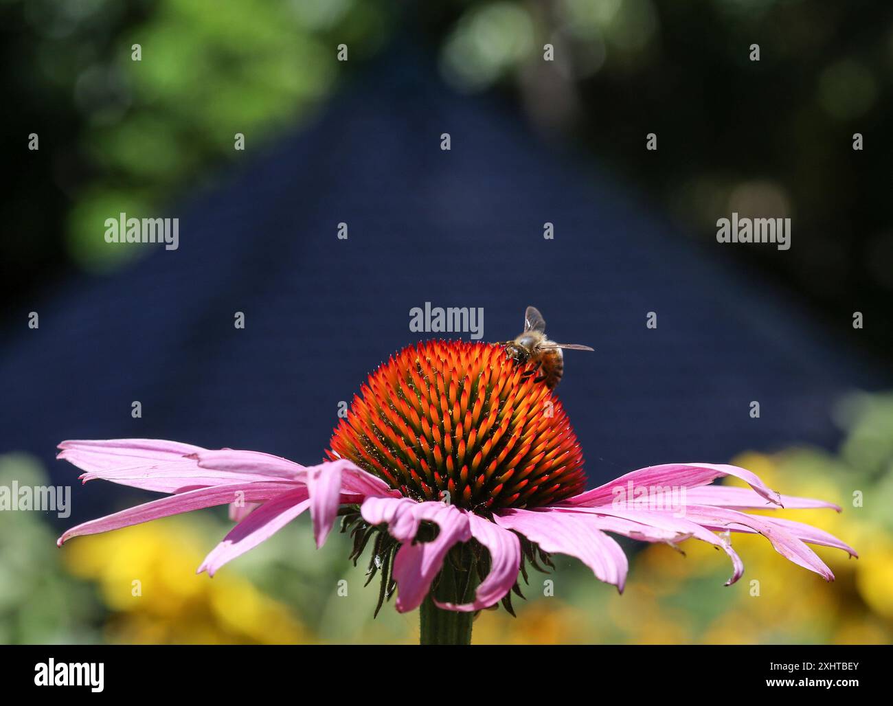 Fiordaliso viola e ape nei Royal Botanic Gardens di Melbourne, Australia. Foto Stock