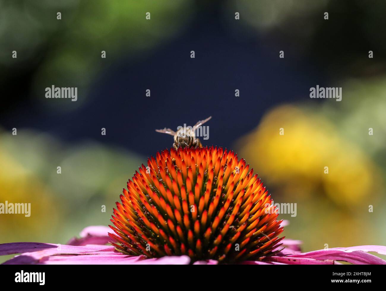 Fiordaliso viola e ape nei Royal Botanic Gardens di Melbourne, Australia. Foto Stock