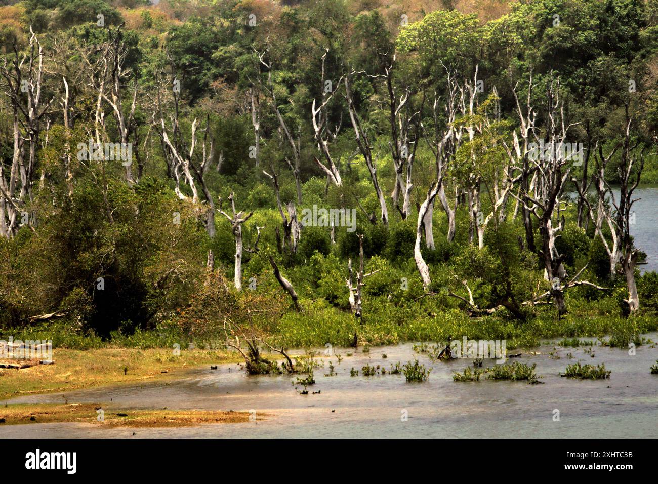 Foresta costiera secca a Ratenggaro, un villaggio indigeno situato a Umbu Ngedo, Kodi Bangedo, Sumba sud-occidentale, Nusa orientale Tenggara, Indonesia. Foto Stock