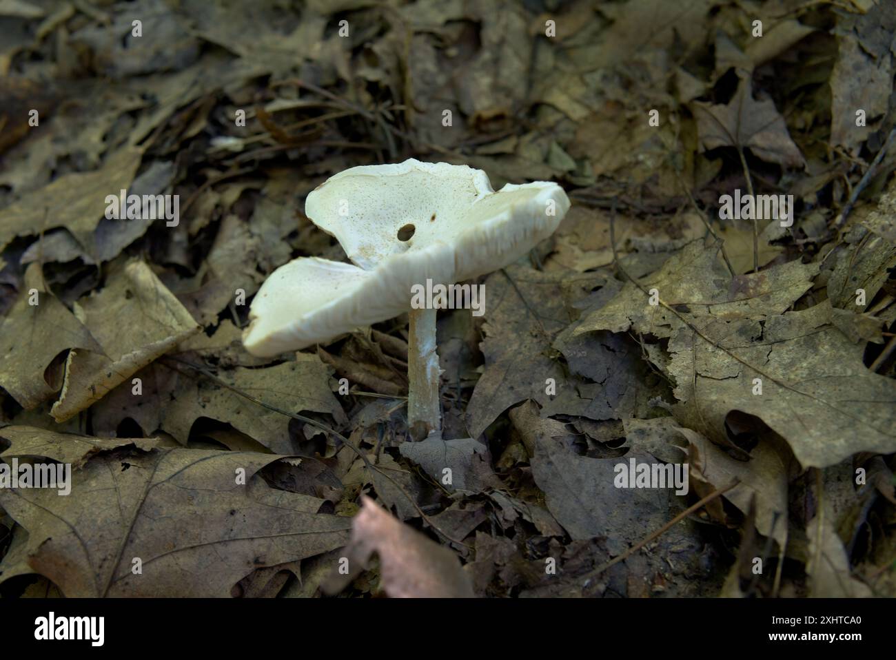 Fungo trifoglio bianco in Pennsylvania Foto Stock