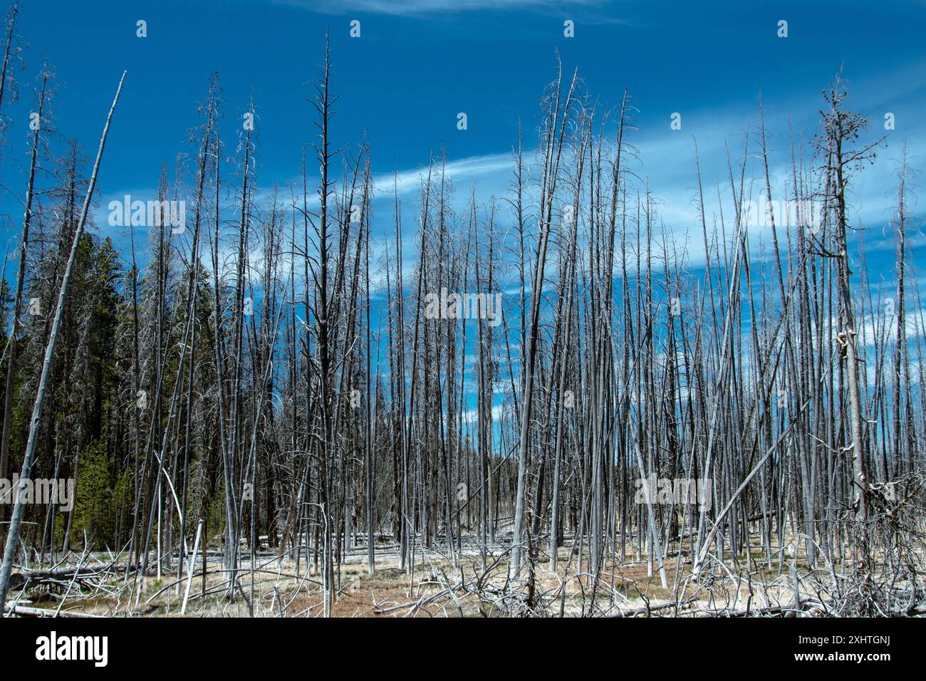 Fai fuoco su tronchi di alberi neri con il cielo blu al parco nazionale di Yellowstone. Foto Stock