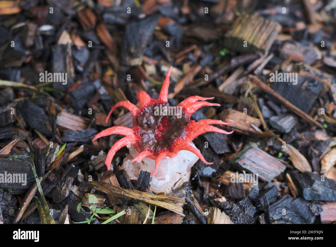 Aseroe rubra, Anemone Stinkhorn. fungo delle stelle marine, fungo delle stelle marine nel pacciame degli alberi Foto Stock