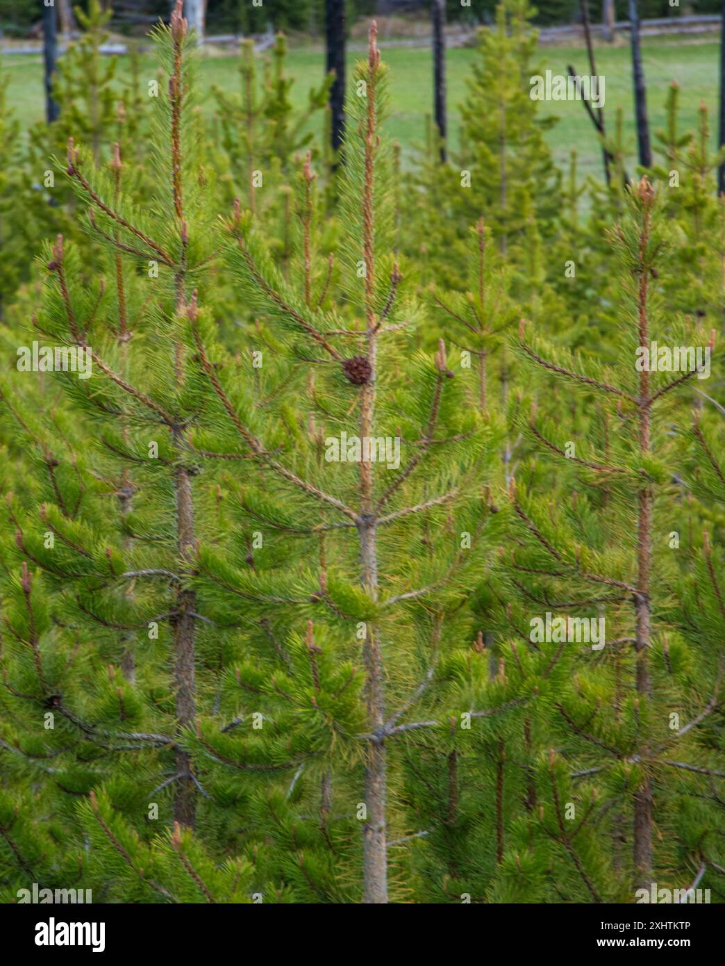 Nuovi alberi di pino, con un'attenzione particolare ai pineti che crescono sul giovane albero di Yellowstone. Foto Stock