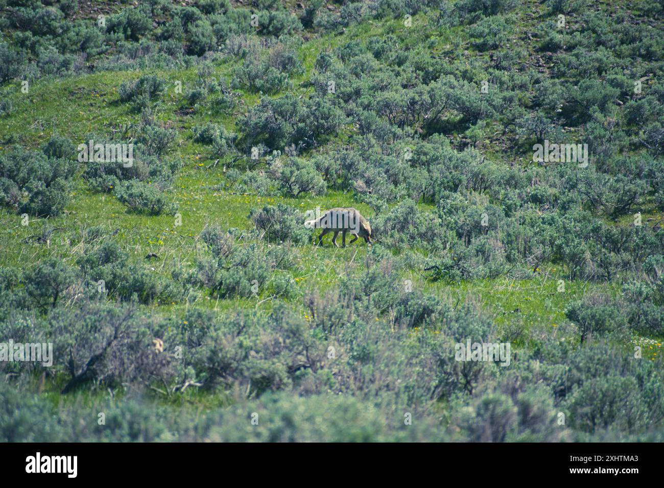 Un coyote che cammina in un campo di pennellate, nel parco nazionale di Yellowstone Foto Stock
