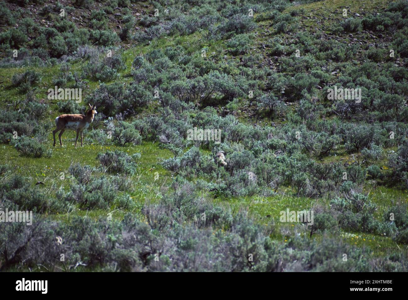 Pronghorn cerca il coyote nascosto nel pennello Foto Stock