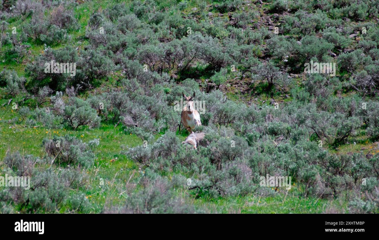 Un pronghorn che corre su un coyote nella macchia di sabbia, nel Parco Nazionale di Yellowstone Foto Stock