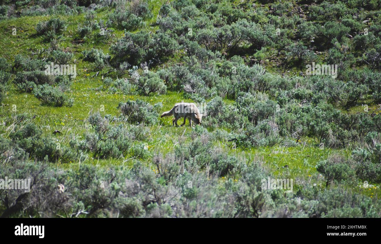 Un coyote che cammina in un campo di pennellate, nel parco nazionale di Yellowstone Foto Stock