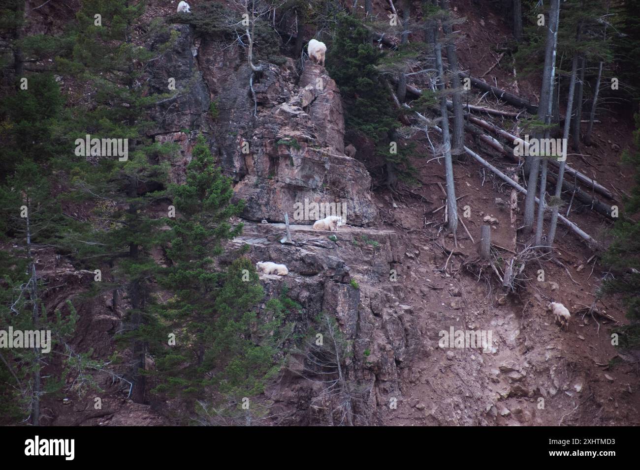 Una mandria di capre di montagna che si staglia nel paesaggio roccioso, nel Montana USA. Foto Stock