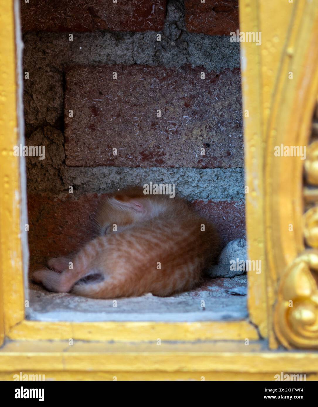 madre e gattini nel buco Foto Stock