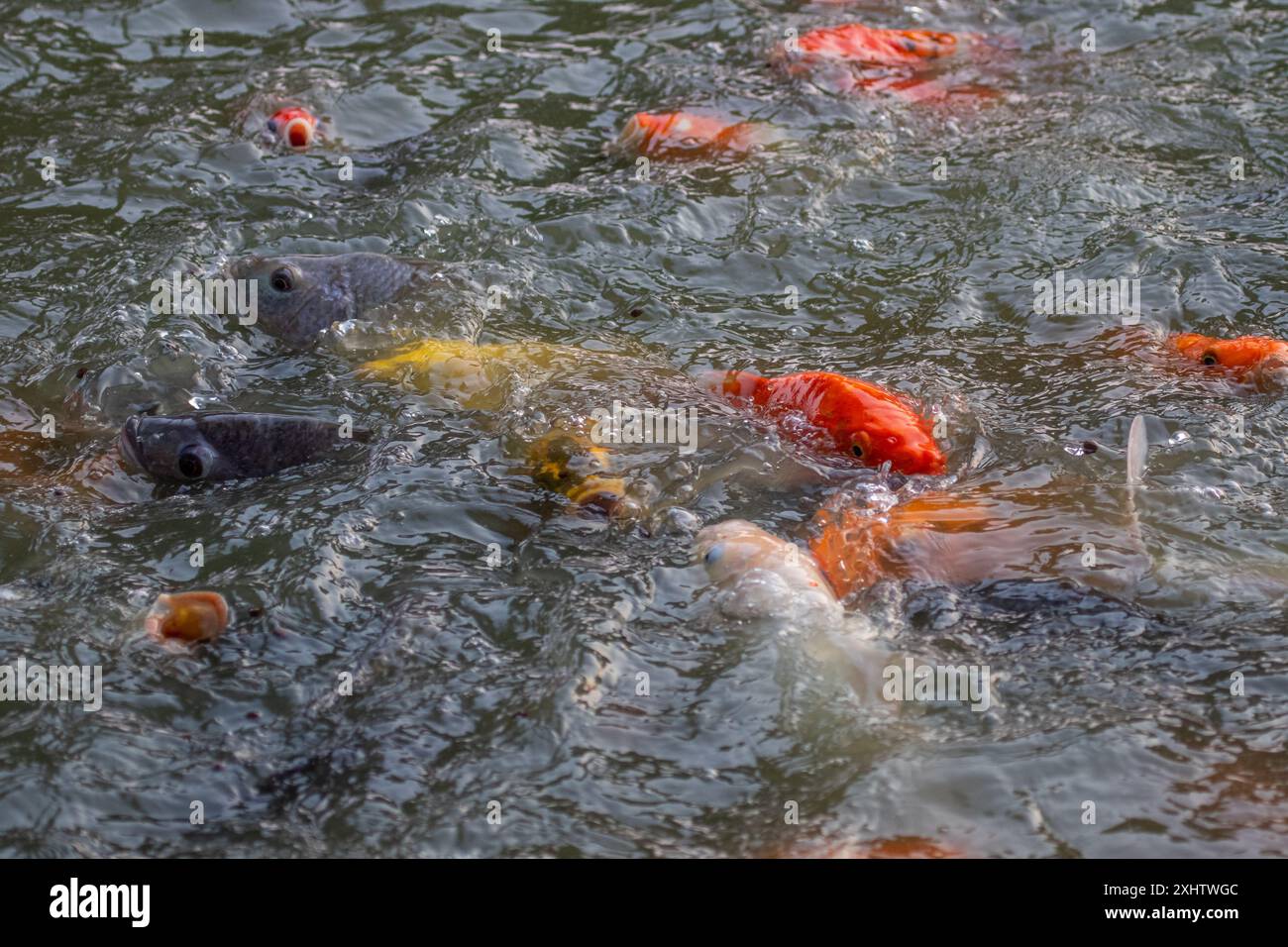 Carpa koi Foto Stock