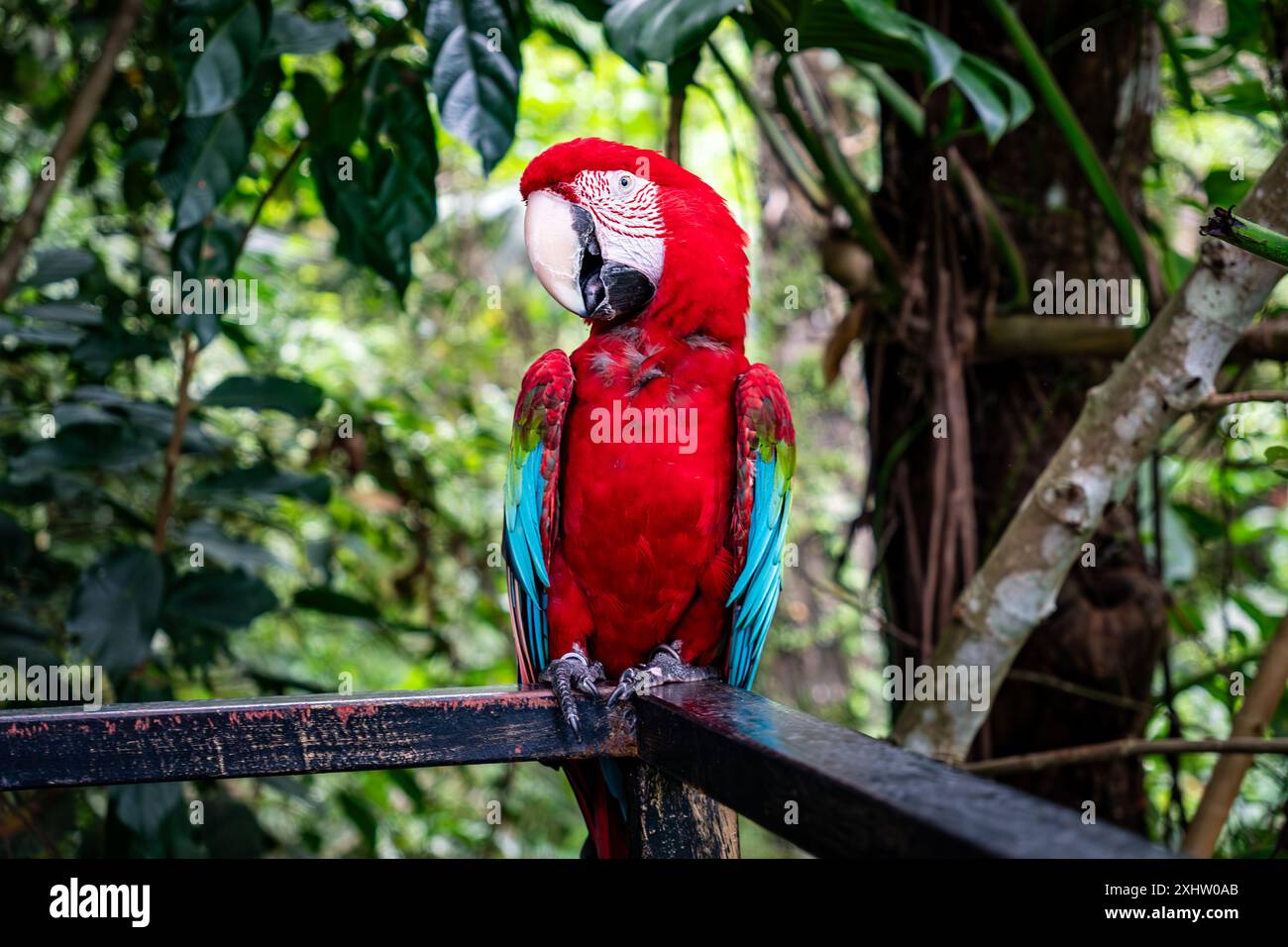 Un vivace pappagallo rosso arroccato su un rotaia in una lussureggiante foresta tropicale, che mostra le sue piume colorate. pappagallo di macaw, Foto Stock