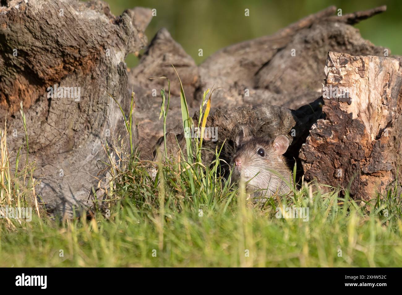 un piccolo topo emerge da un buco su un ceppo d'albero. La sua testa è visibile solo come sembra per vedere se è sicuro uscire. Mostra i dettagli nei baffi Foto Stock