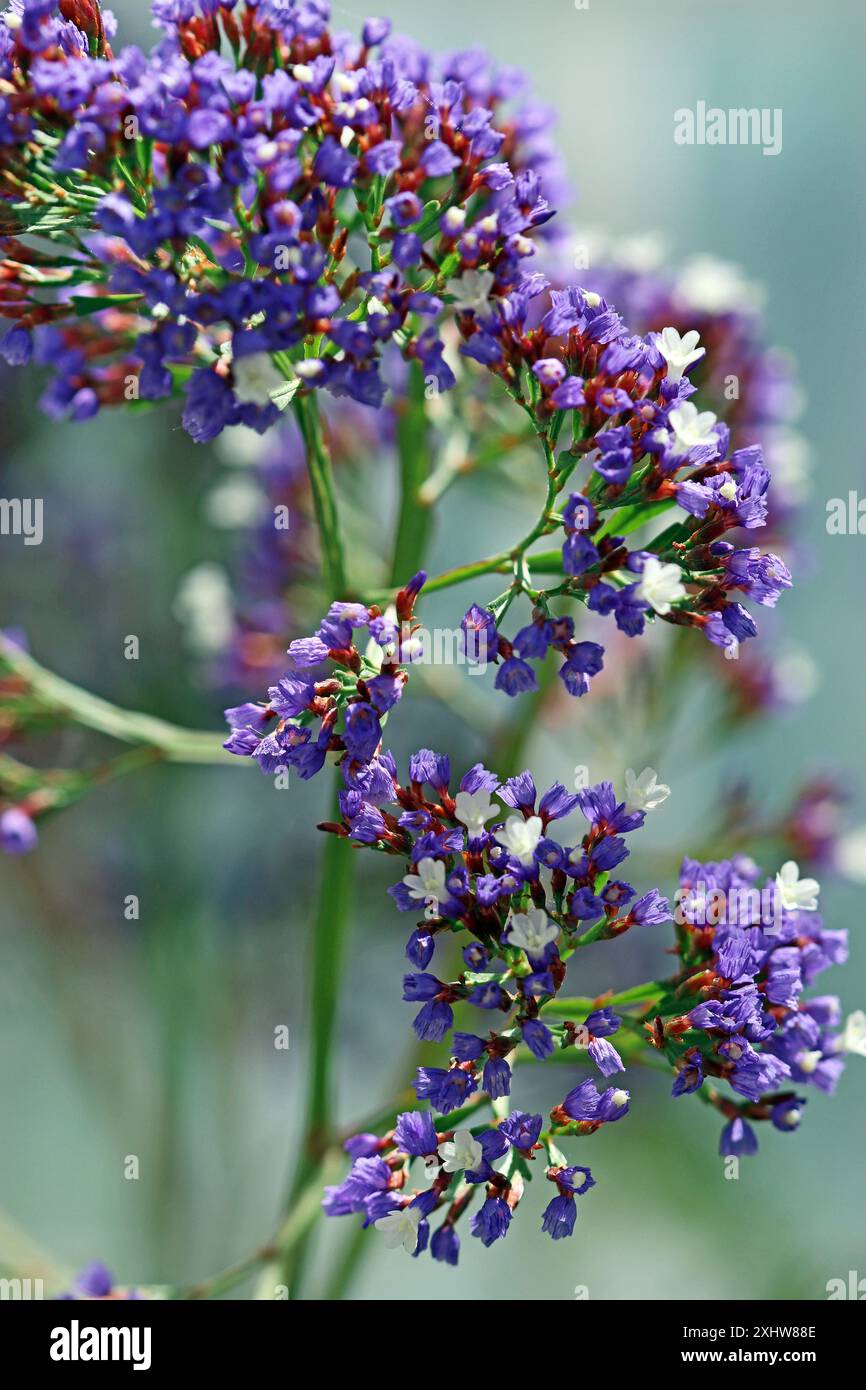 Primo piano di un panico ramificato di Limonium spectabile incentrato sui piccoli fiori viola e bianchi. June, Temperate House, Kew Gardens Foto Stock