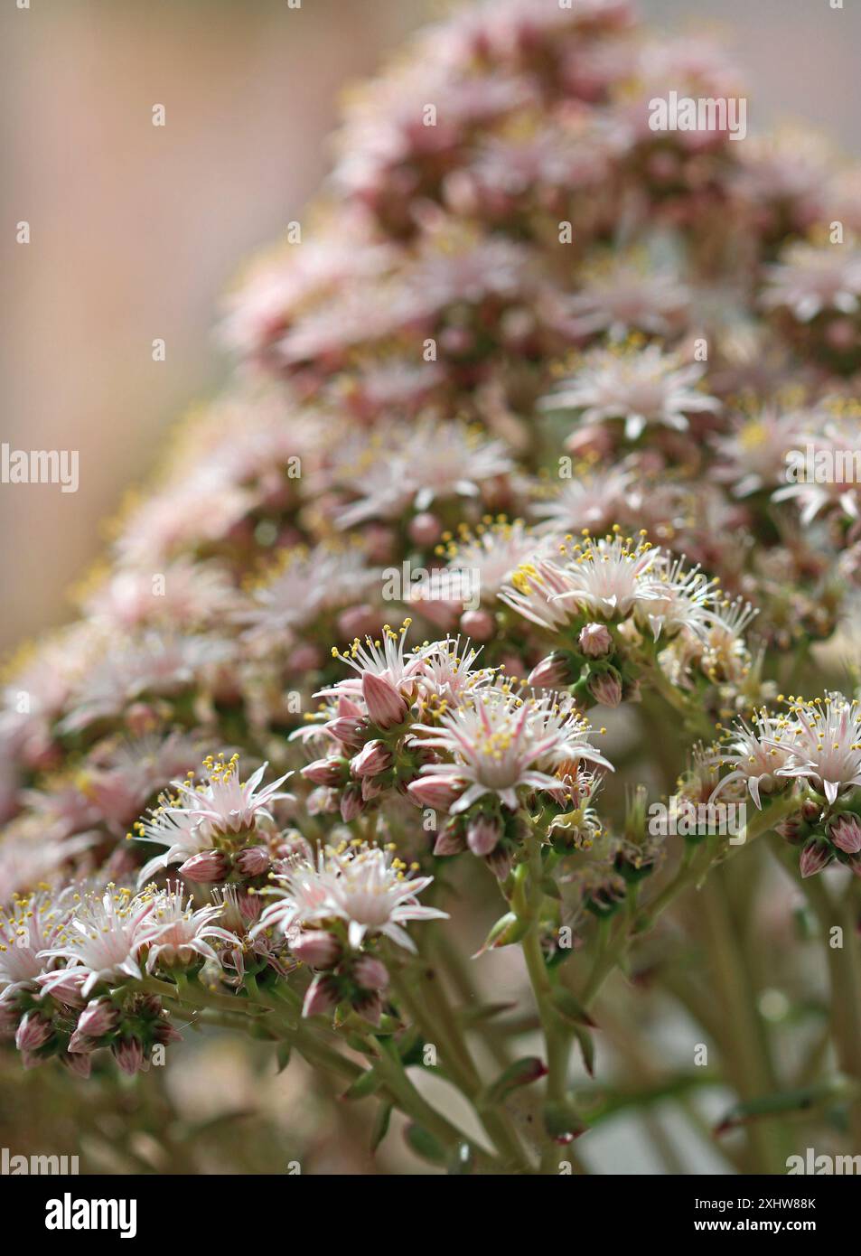 Fiorente Aeonium lancerottense delle Isole Canarie e il suo gruppo conico di fiori a forma di stella rosa pallida. June, Temperate House Kew Gardens Foto Stock