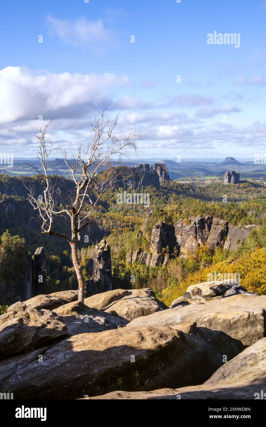 Albero solitario senza foglie su una roccia. Vista autunnale delle scogliere di arenaria nella valle del fiume Elba, vicino a Dresda. Parco nazionale della Svizzera sassone, Germania Foto Stock