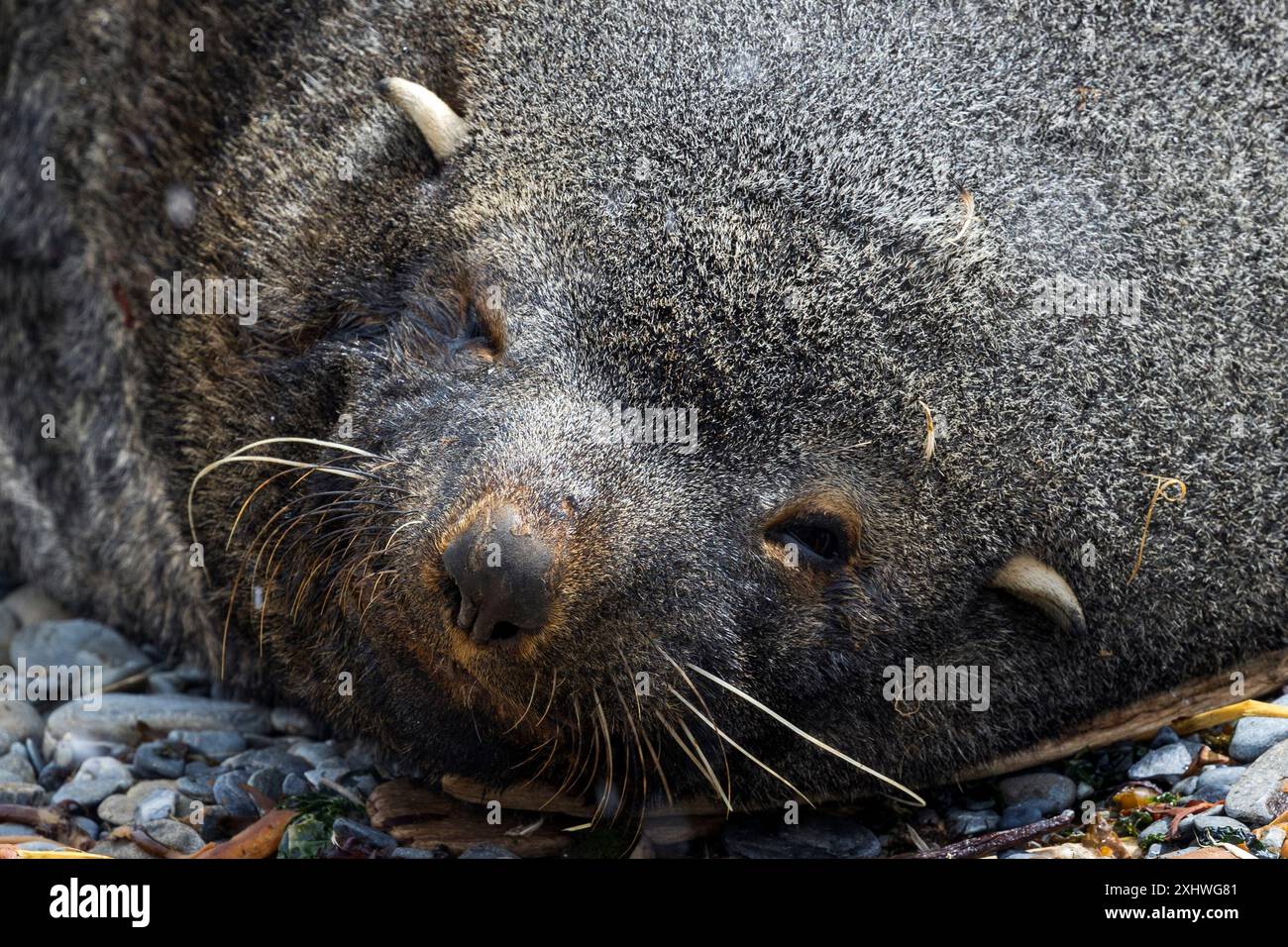 Foca pelliccia, Godthul, South Georgia Island, lunedì 27 novembre, 2023. foto: David Rowland / One-Image.com Foto Stock