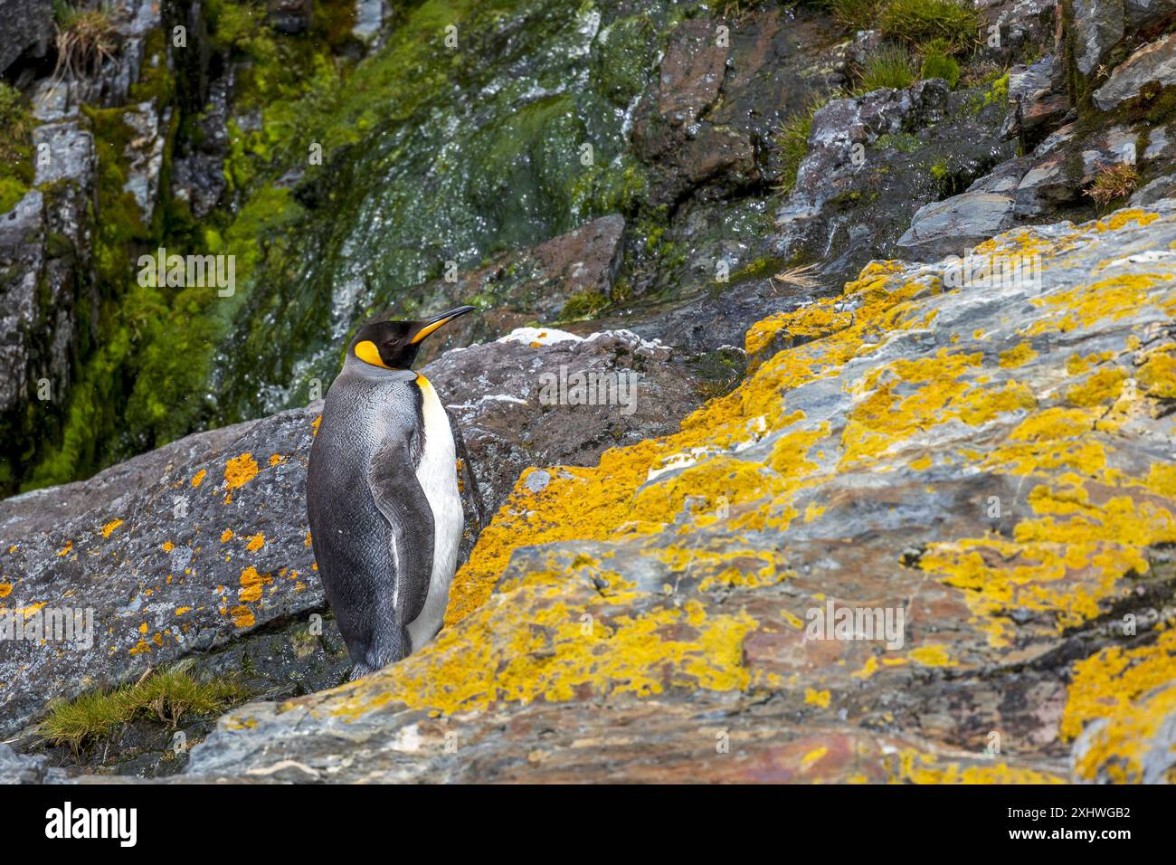 King Penguin, Godthul, South Georgia Island, lunedì 27 novembre, 2023. foto: David Rowland / One-Image.com Foto Stock