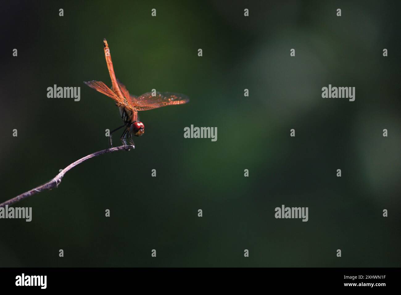 Una libellula rossa vibrante si trova delicatamente su un ramo sottile e le sue ali traslucide scintillano alla luce del sole. Foto Stock