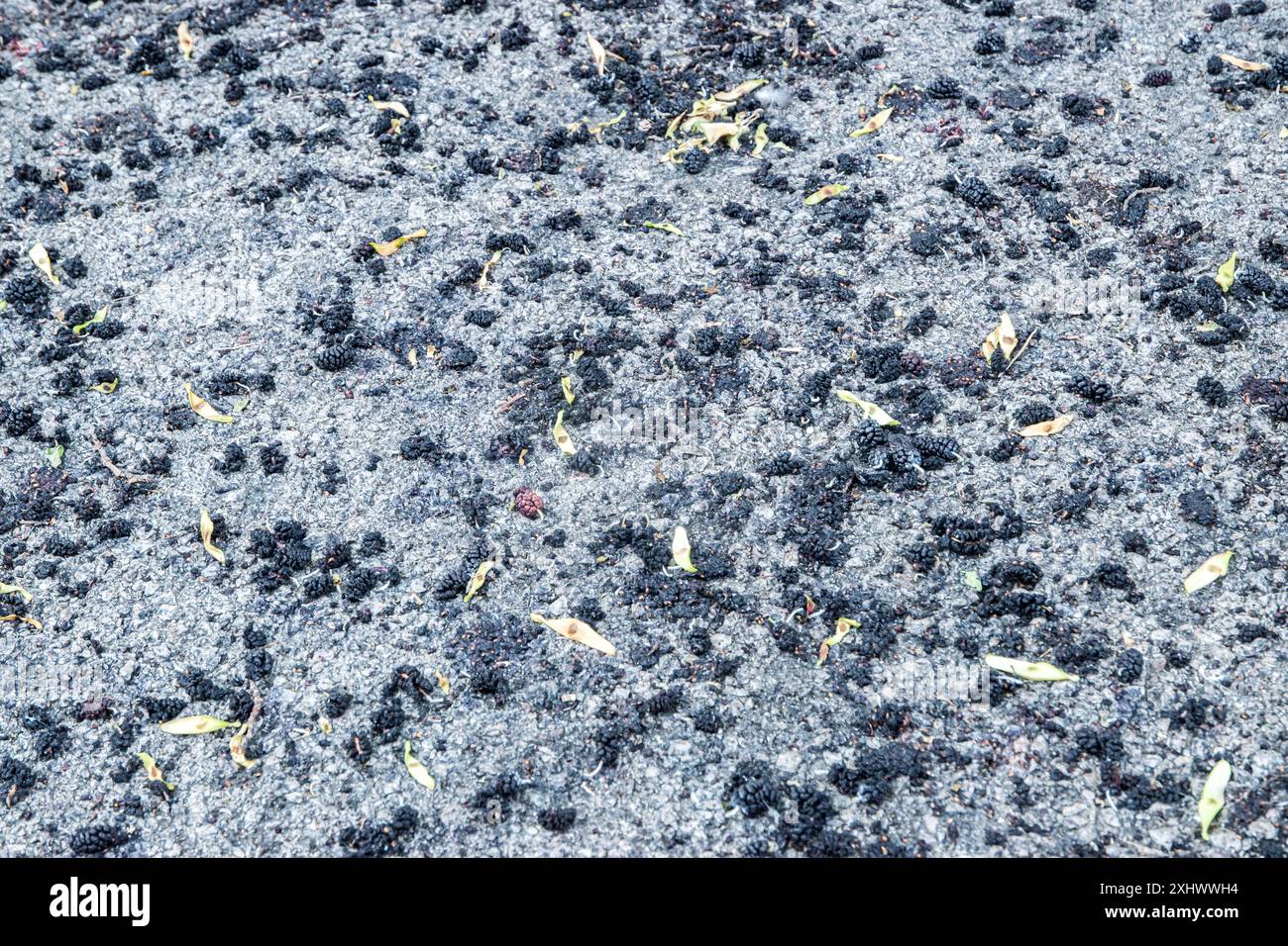 Frutta di gelso nero maturo caduto su una superficie asfaltata di strada in primo piano come sfondo grunge Foto Stock