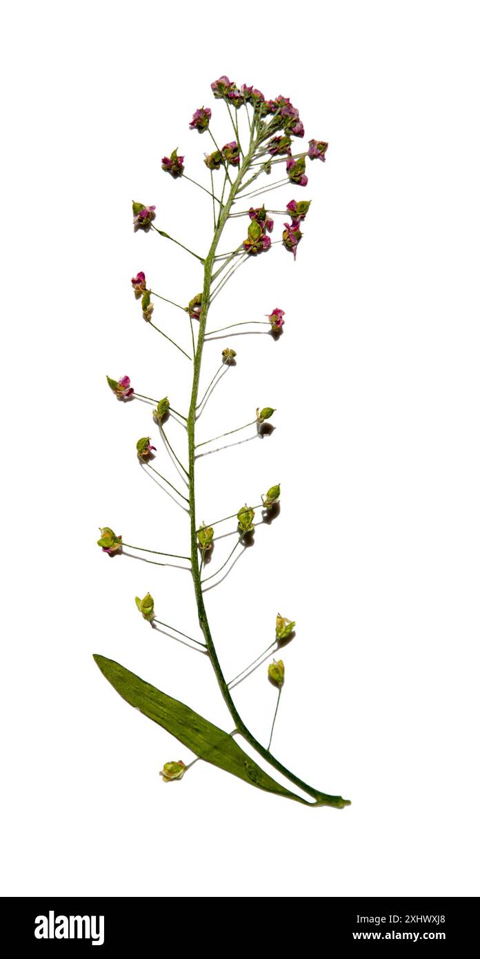 Fiore di aliso essiccato isolato su sfondo bianco. Erbario. Floreale. Foto Stock