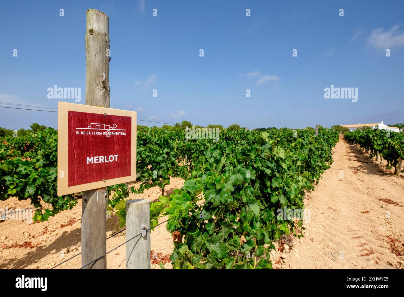 Vigneto per vino, vitigni Terramoll, la Mola, Formentera, isole baleari, Spagna Foto Stock