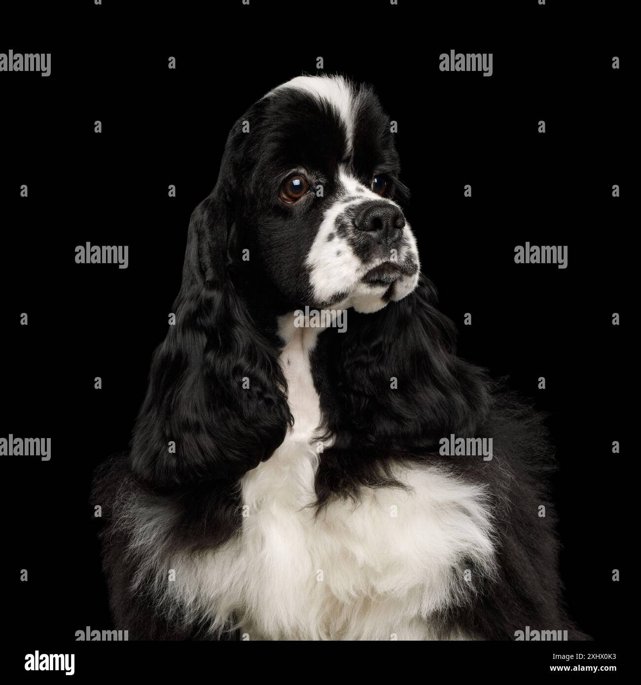 Ritratto del cane americano Cocker Spaniel isolato su sfondo nero, vista profilo Foto Stock